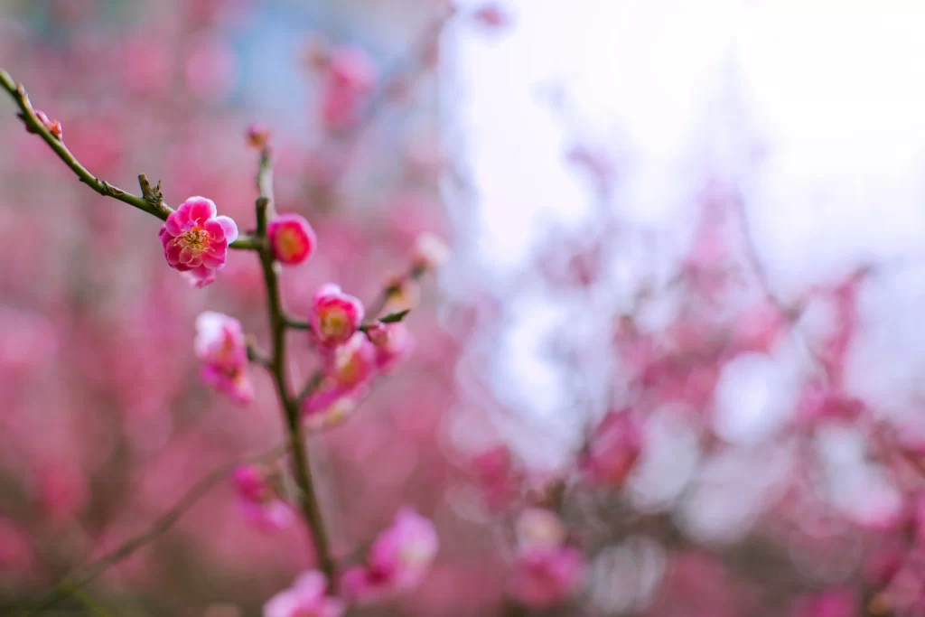 Plum Blossom Pink White Petals Brown warm Branches