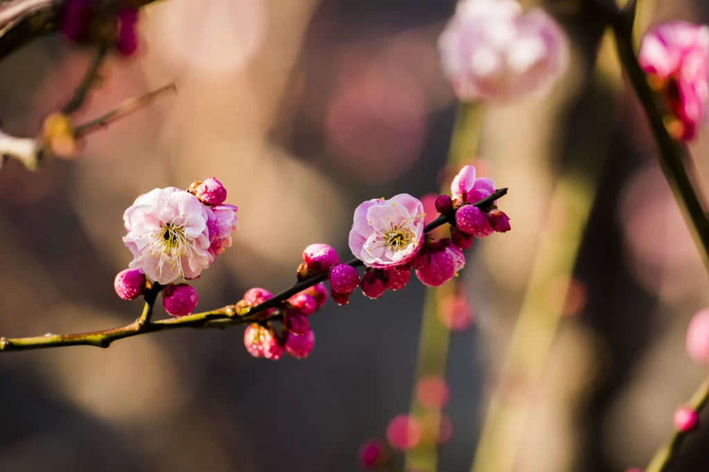 Plum Blossom Pink White Petals Green warm Branch
