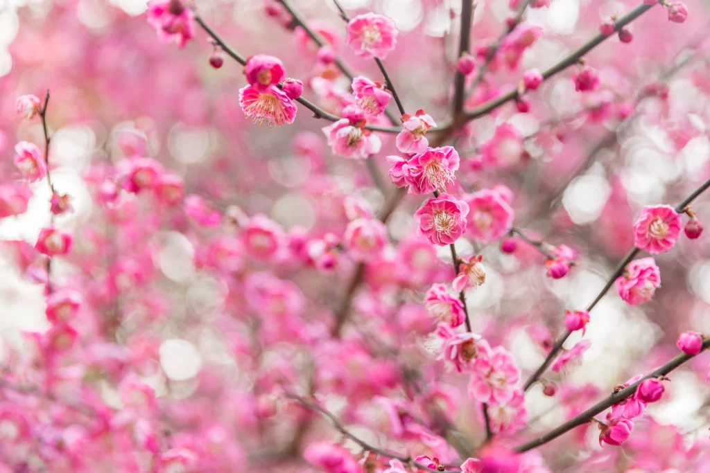 Plum Blossom Pink White Petals Brown warm Branches