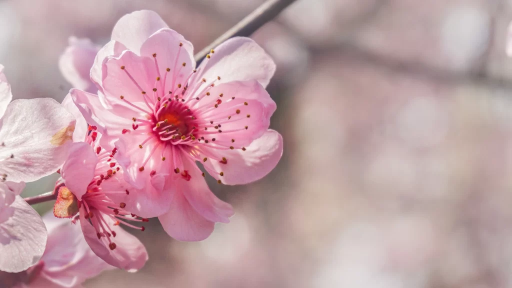 Plum Blossom Pink White Petals Red Stamen
