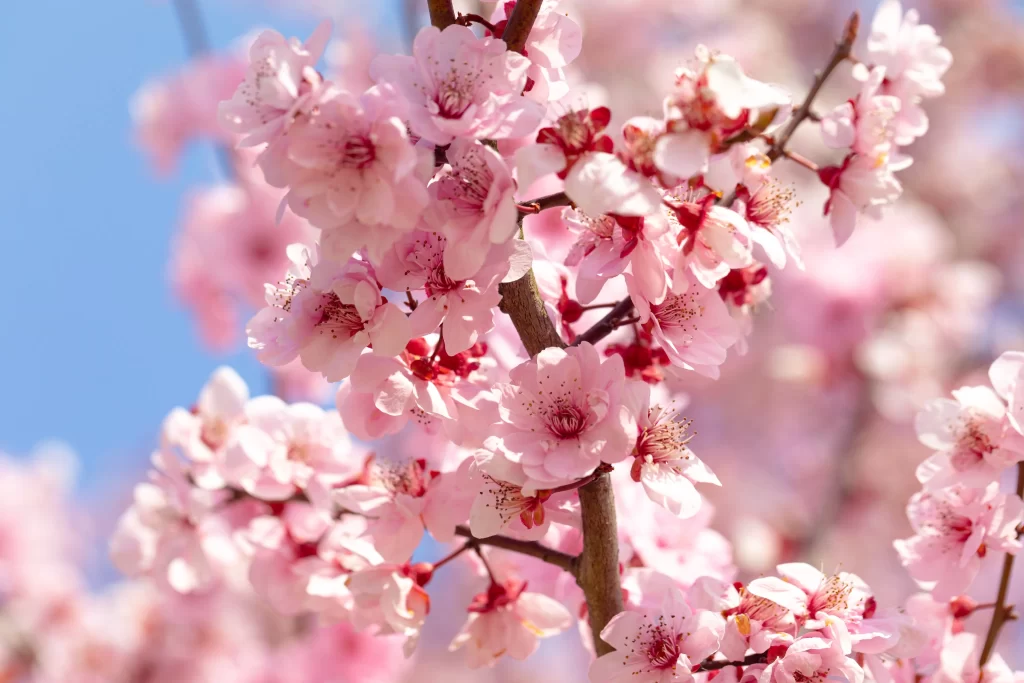 Plum Blossom Pink White Red Blue warm Sky