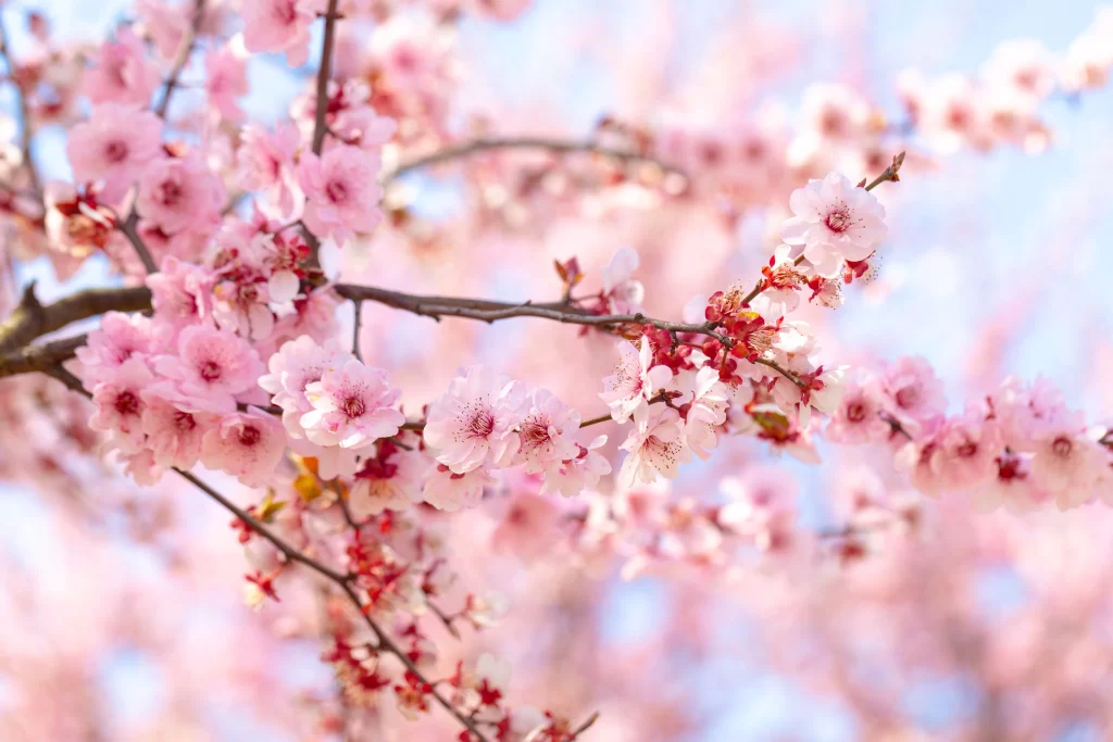 Plum Blossom Pink White Red Blue warm Sky