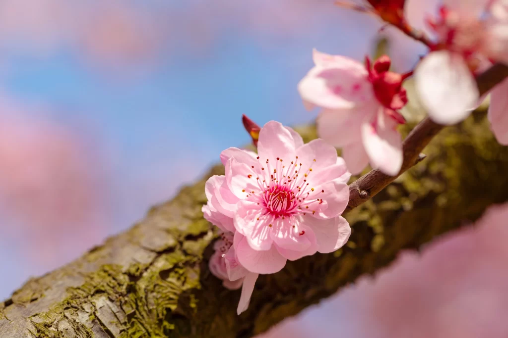 Plum Blossom Pink White Red Blue