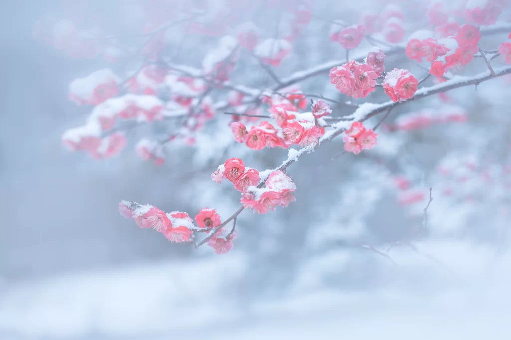 Plum Blossom Pink White Snowy Branches