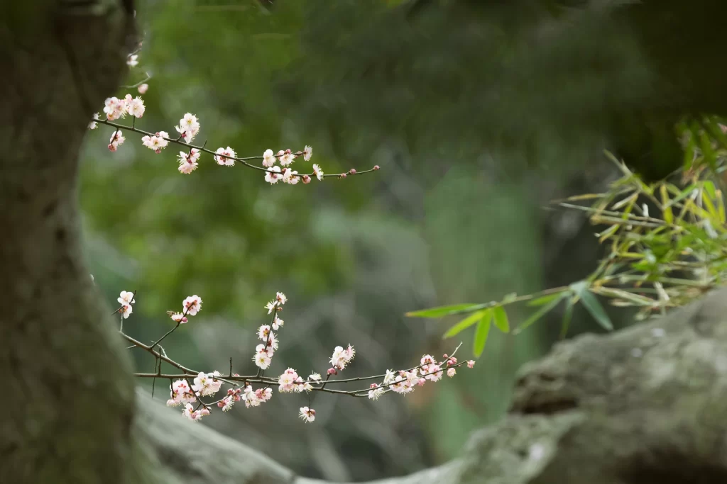 Plum Blossom Pink White warm Green