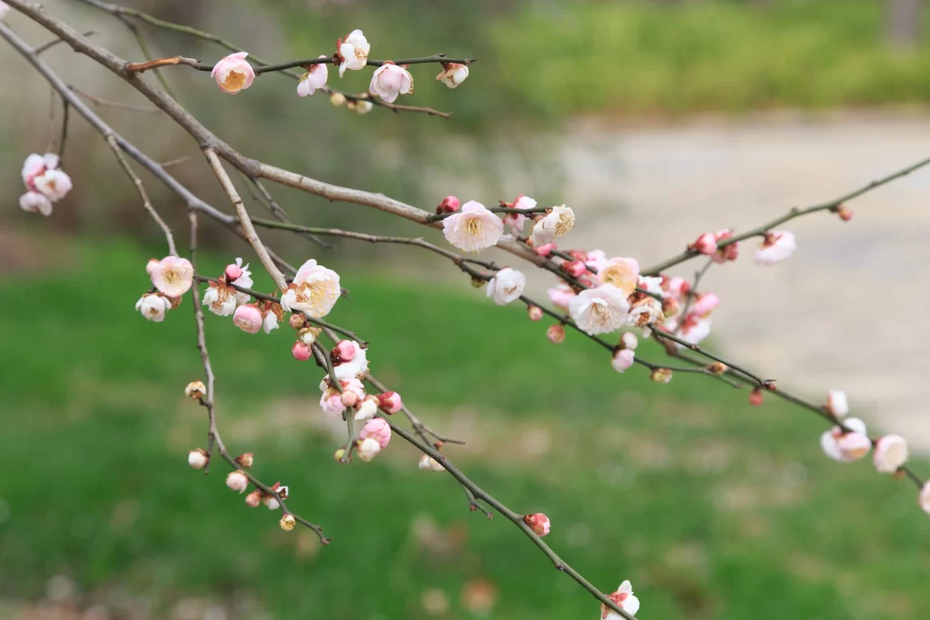 Plum Blossom Pink White warm Green