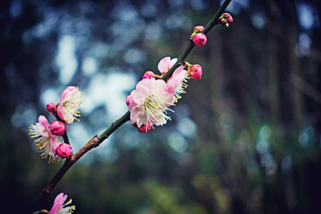 Plum Blossom Pink White Yellow gray Green
