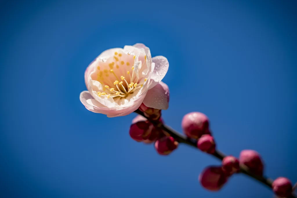 Plum Blossom Pink White Yellow Blue cool Sky