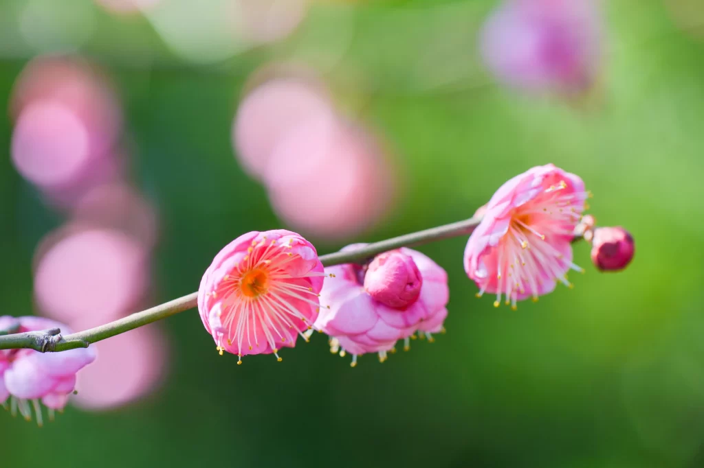 Plum Blossom Pink White Yellow warm Green