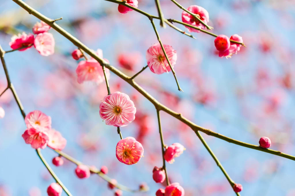 Plum Blossom Pink White Yellow Blue gray Sky