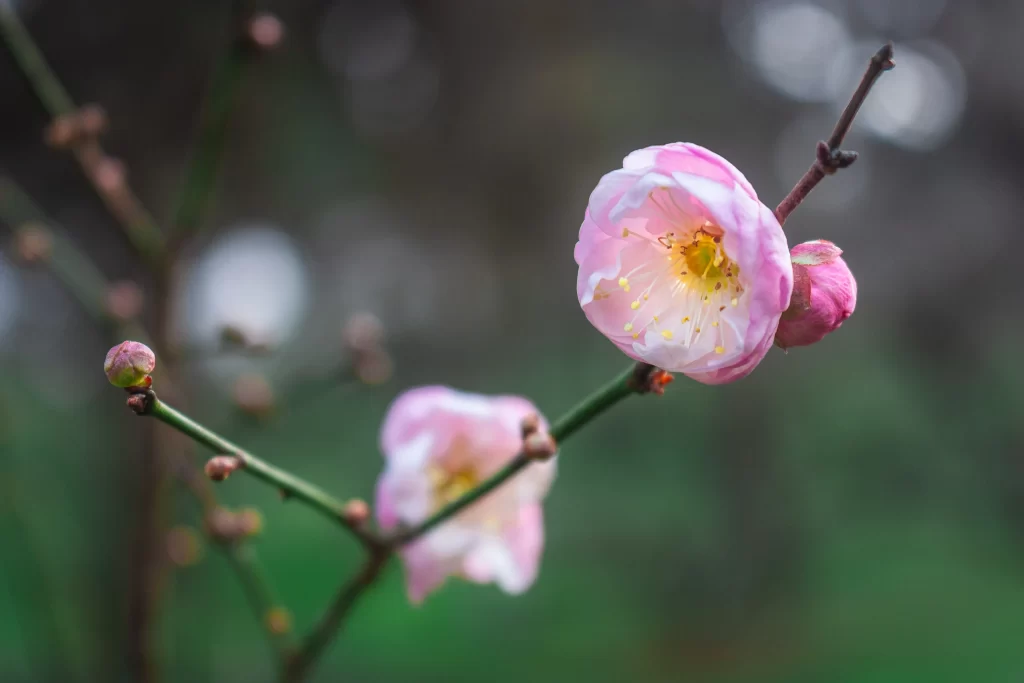Plum Blossom Pink White Yellow gray Green