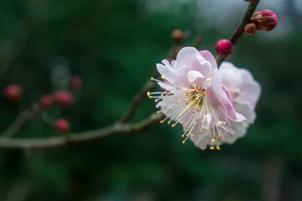 Plum Blossom Pink White Yellow gray Green