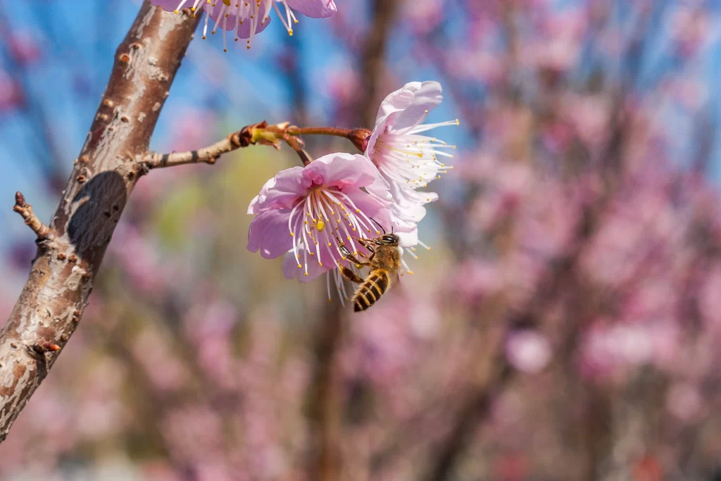 Plum Blossom Pink White Yellow Stamen Blue Sky