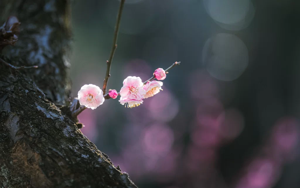 Plum Blossom Pink White Yellow Petals Brown Branch
