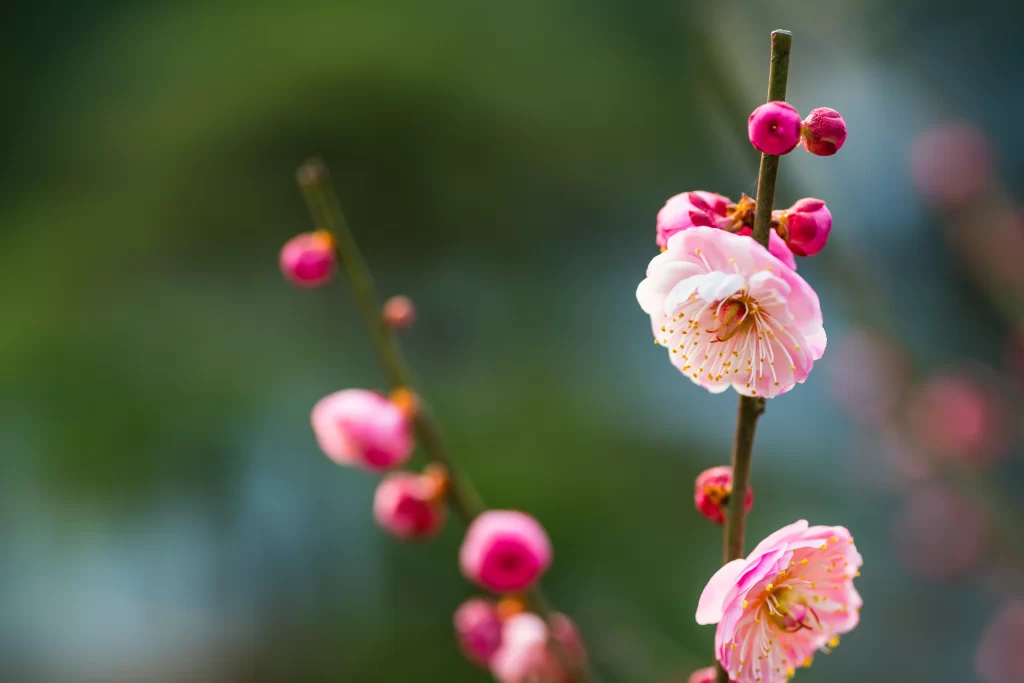 Plum Blossom Pink White Yellow gray Green