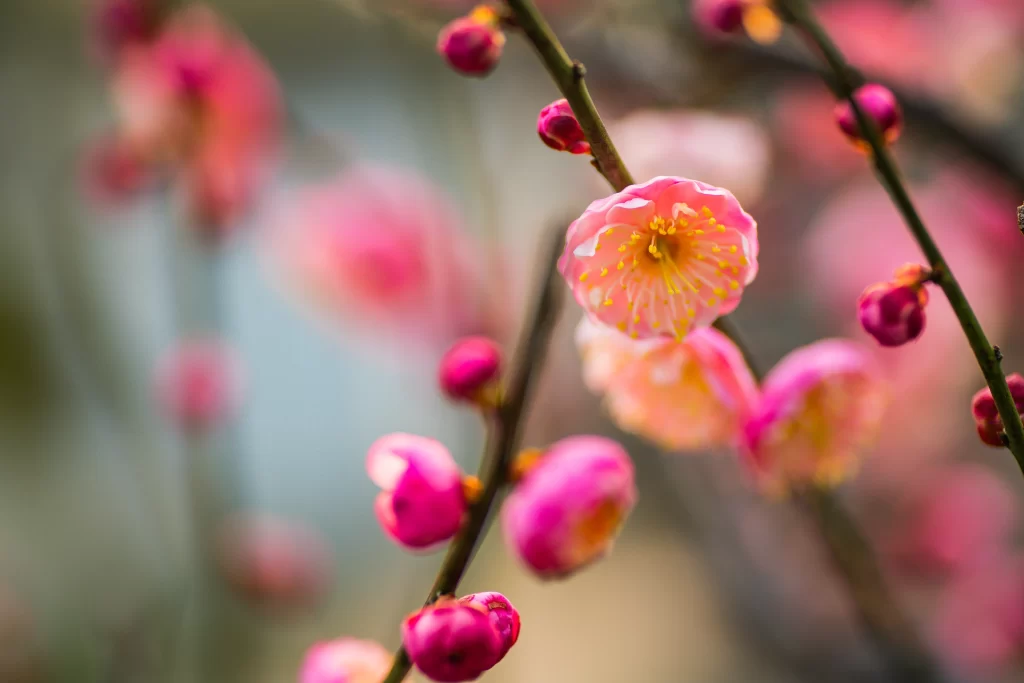 Plum Blossom Pink Yellow warm Green