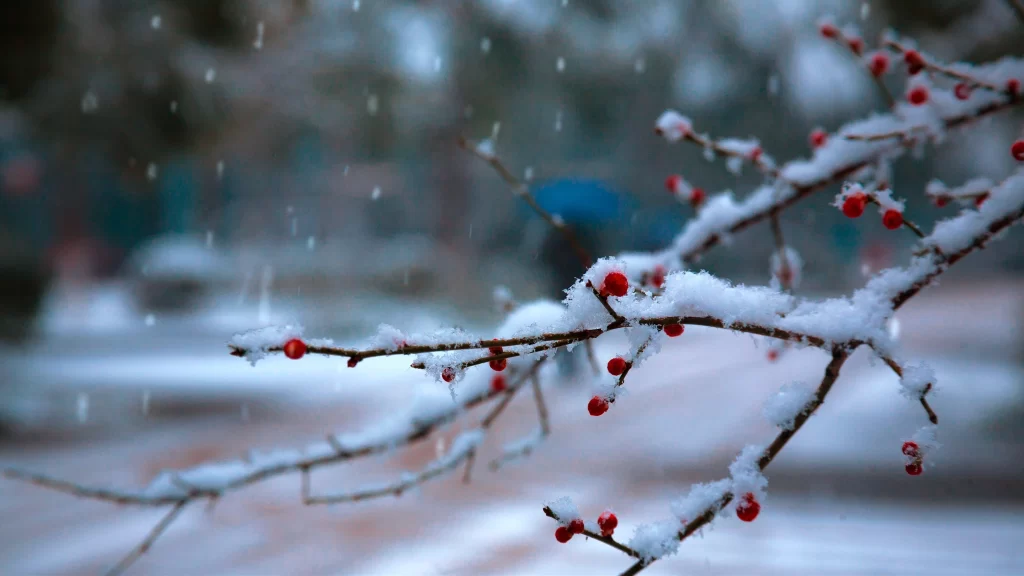 Plum Blossom Red Berries White Snow Brown Branches