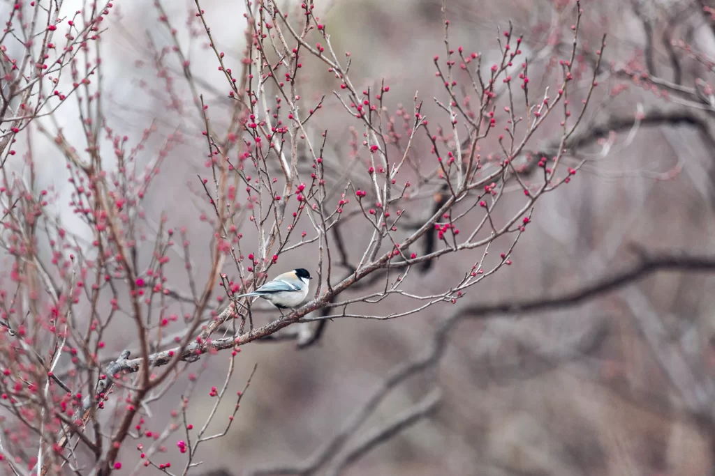 Plum Blossom Red White Brown