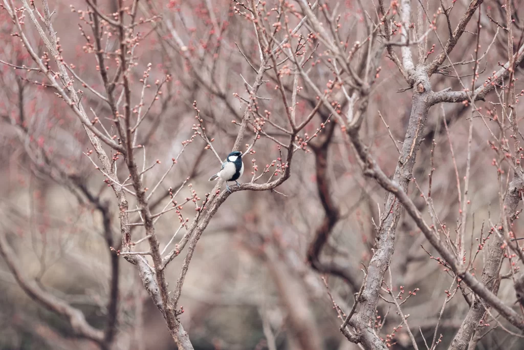 Plum Blossom Red White Brown Branches