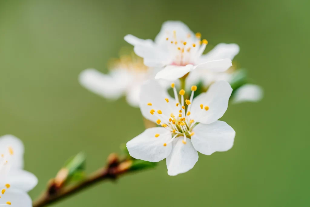 Plum Blossom White Petals Yellow Stamen Green warm Background