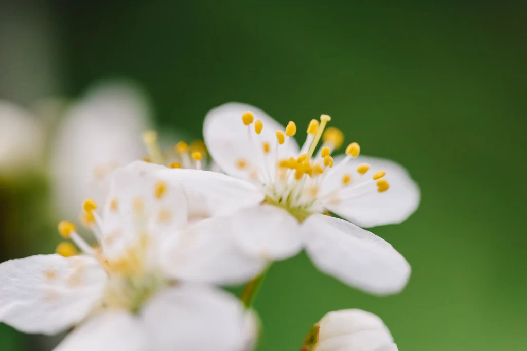 Plum Blossom White Petals Yellow Stamen Green warm Background