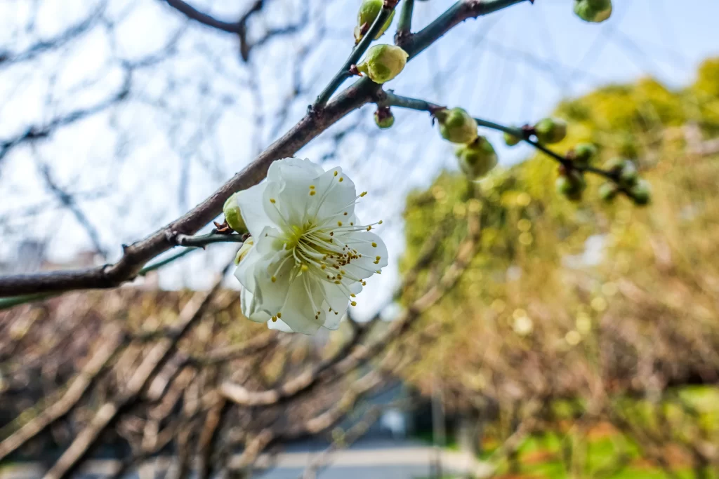 Plum Blossom White Petals Yellow Stamen Green Bud Brown Branch
