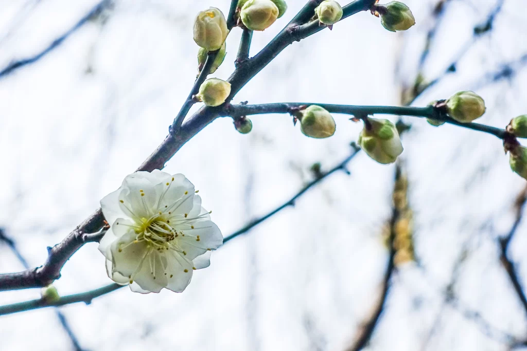 Plum Blossom White Petals Green Bud Brown Branch