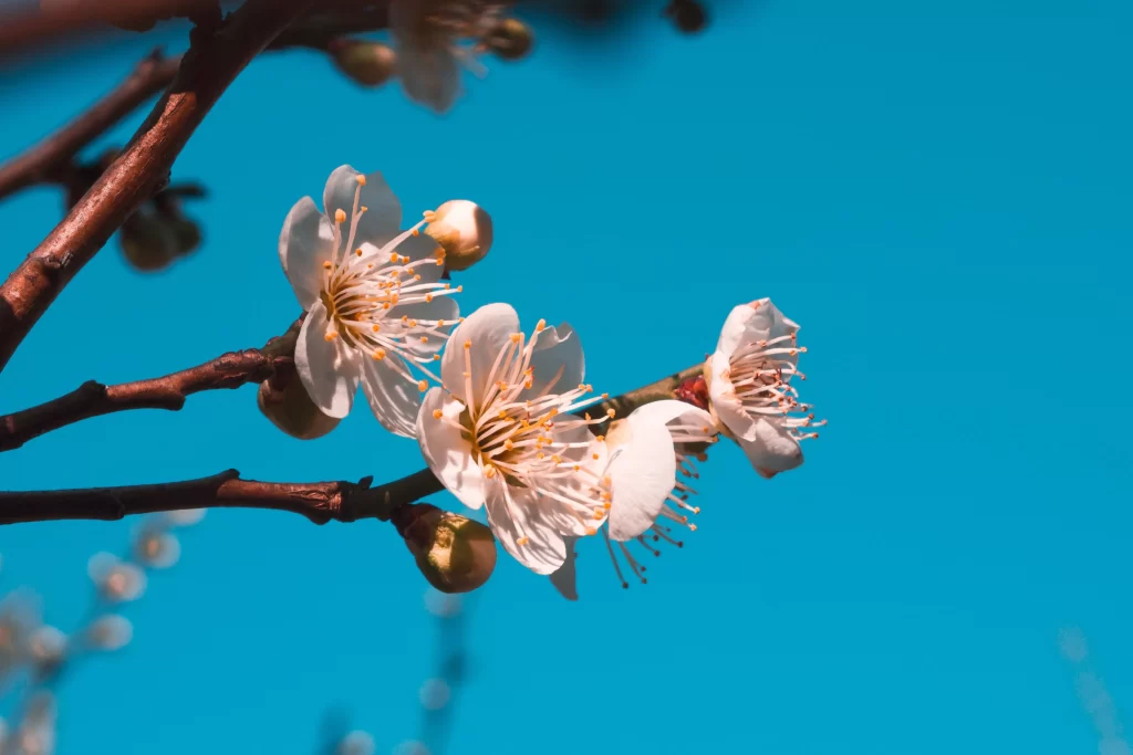 Plum Blossom White Petals Yellow Stamen Brown Branch Blue cool Sky