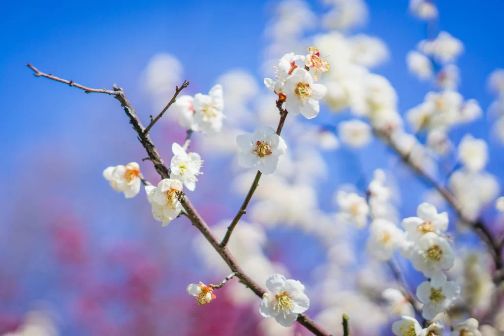 Plum Blossom White Petals Brown Branch Blue cool Sky
