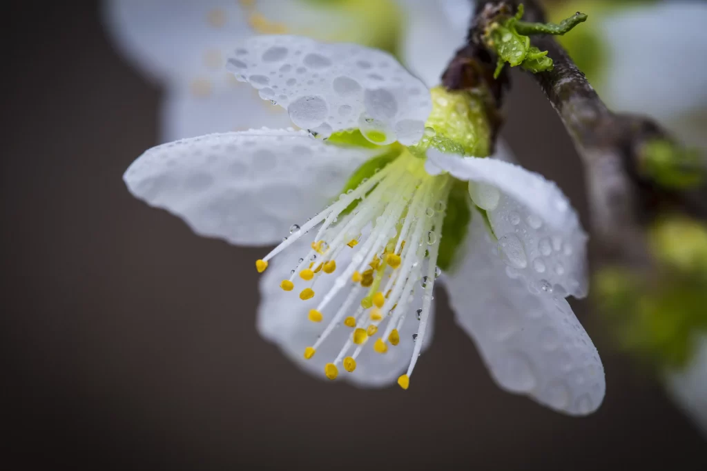 Plum Blossom White Petals Yellow Stamens Green Bud