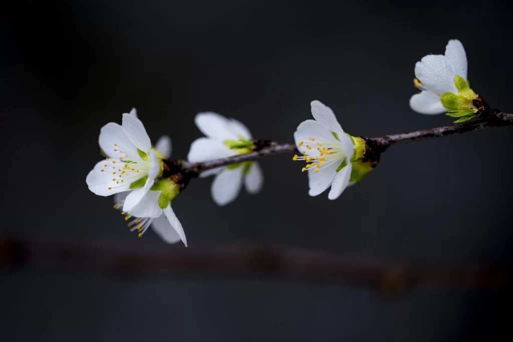 Plum Blossom White Petals Yellow Stamen Green Bud Dark Background