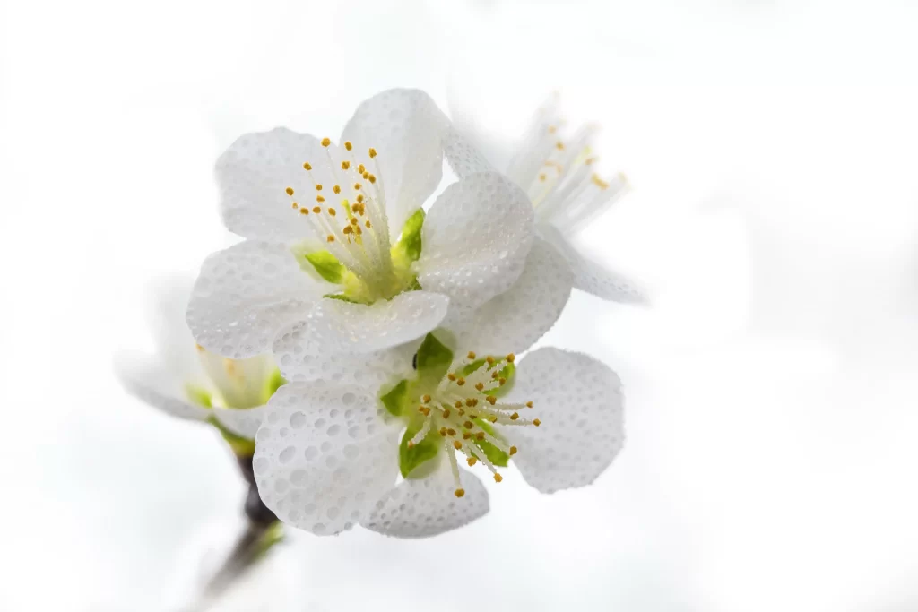 Plum Blossom White Petals Yellow Stamen Green Stem