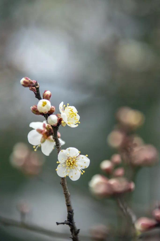Plum Blossom White Petals Yellow Stamen Brown gray Branch