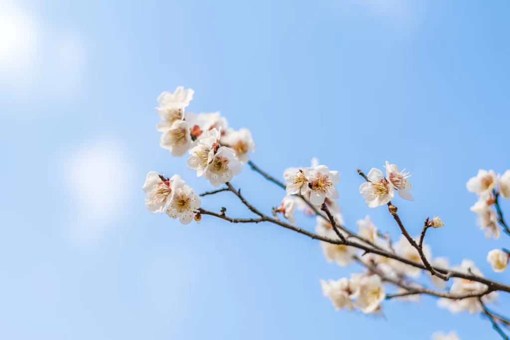 Plum Blossom White Petals Yellow Stamen Blue cool Sky