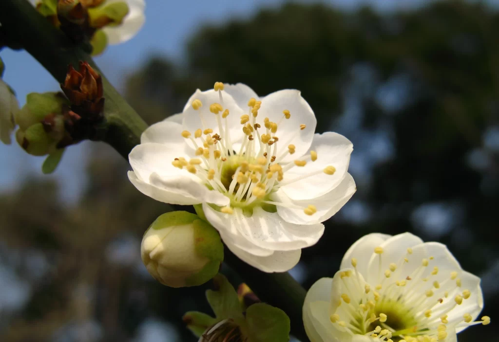 Plum Blossom White Petals Yellow Stamens Green Bud Blue Sky