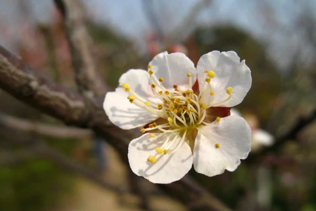 Plum Blossom White Petals Yellow Stamens Brown Branch