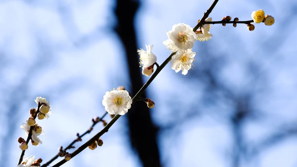 Plum Blossom White Petals Yellow Stamen Blue cool Sky