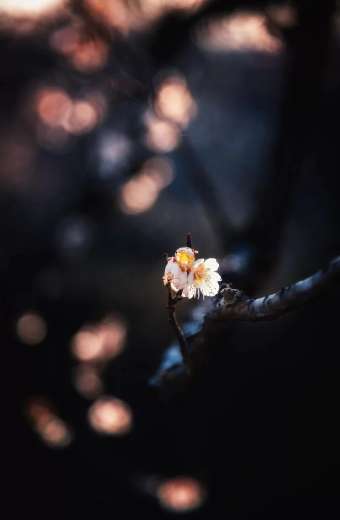 Plum Blossom White Petals Yellow Stamen Dark Background