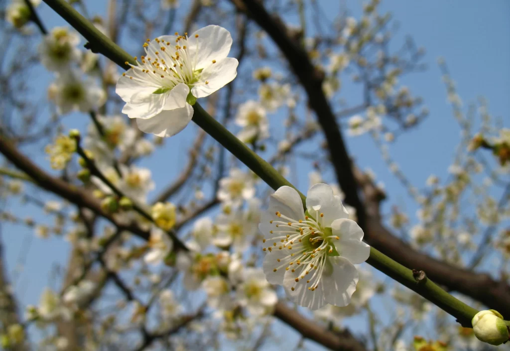 Plum Blossom White Petals Yellow Stamen Green Branch Blue Sky