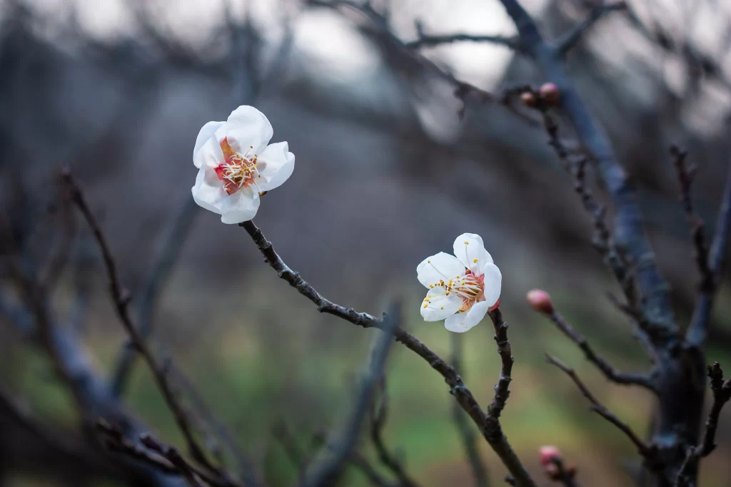 Plum Blossom White Petals Yellow Stamen Brown gray Branch