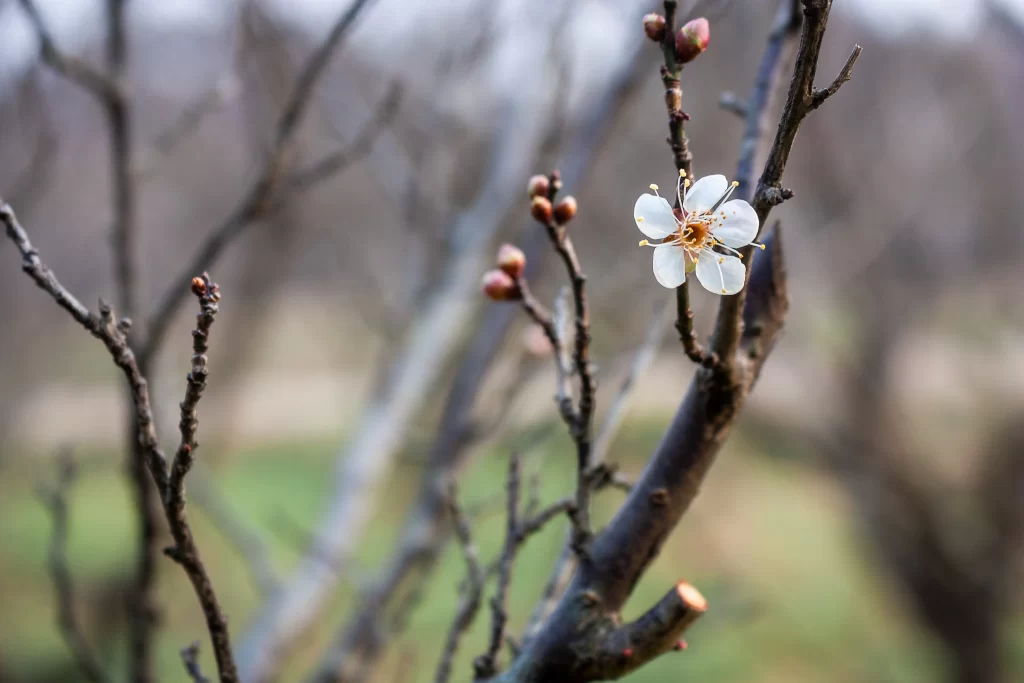 Plum Blossom White Petals Yellow Stamen Brown Branches