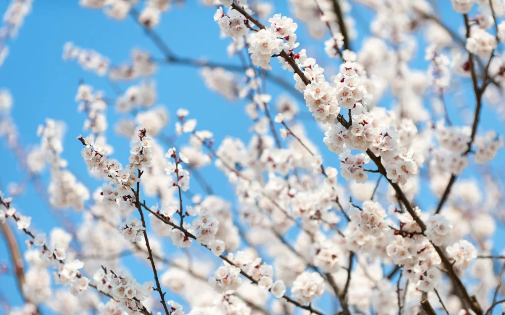 Plum Blossom White Petals Brown Branch Blue gray Sky