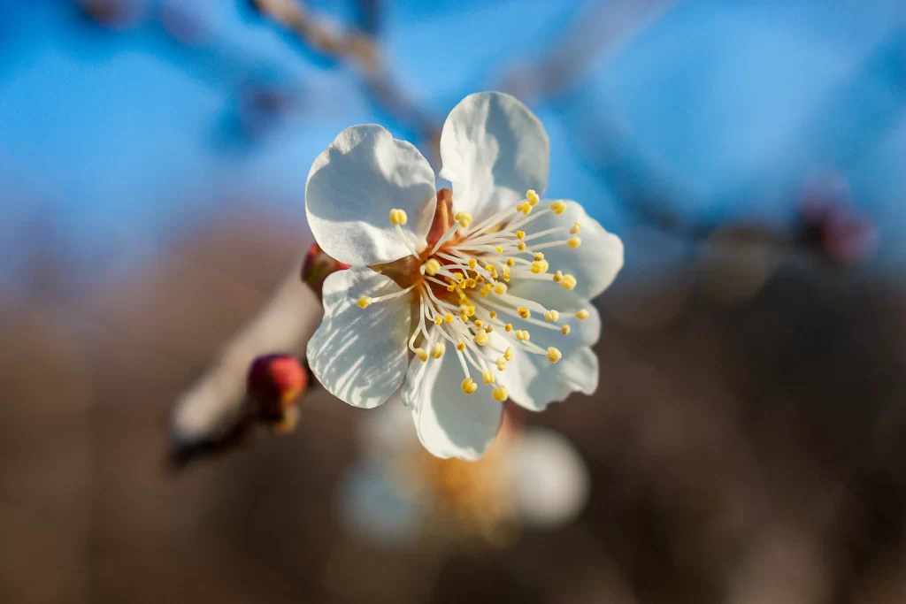 Plum Blossom White Petals Yellow Stamen Brown Branch Blue gray Sky