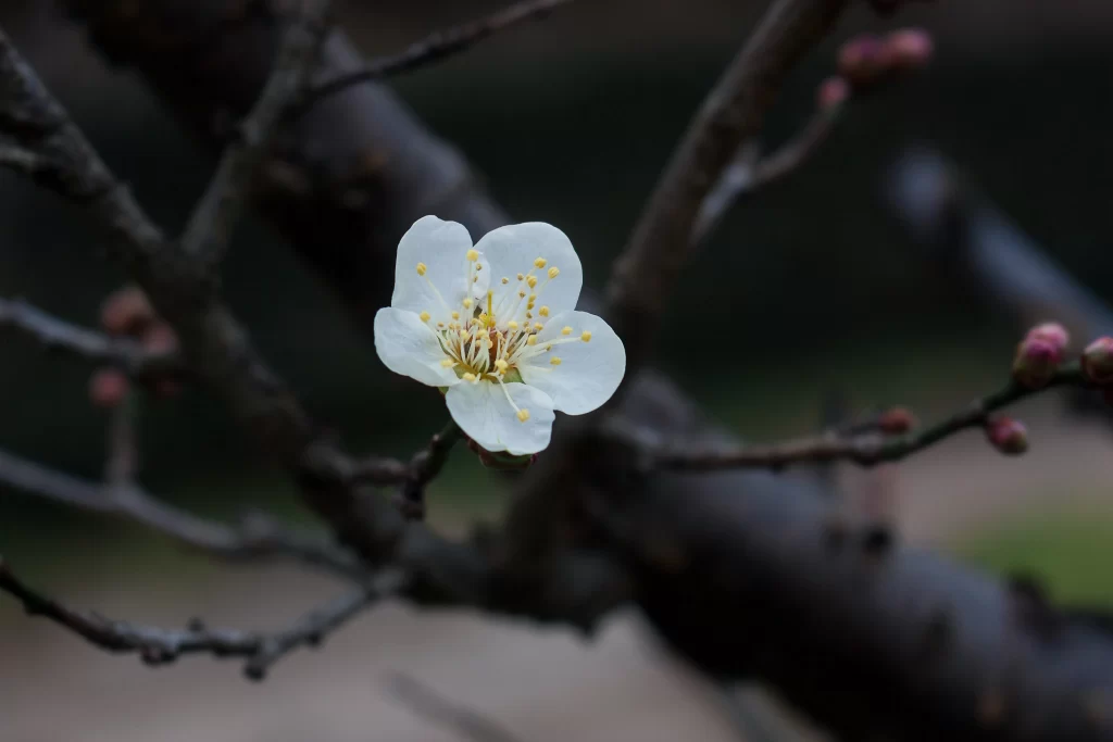 Plum Blossom White Petals Yellow Stamen Brown dark Branch