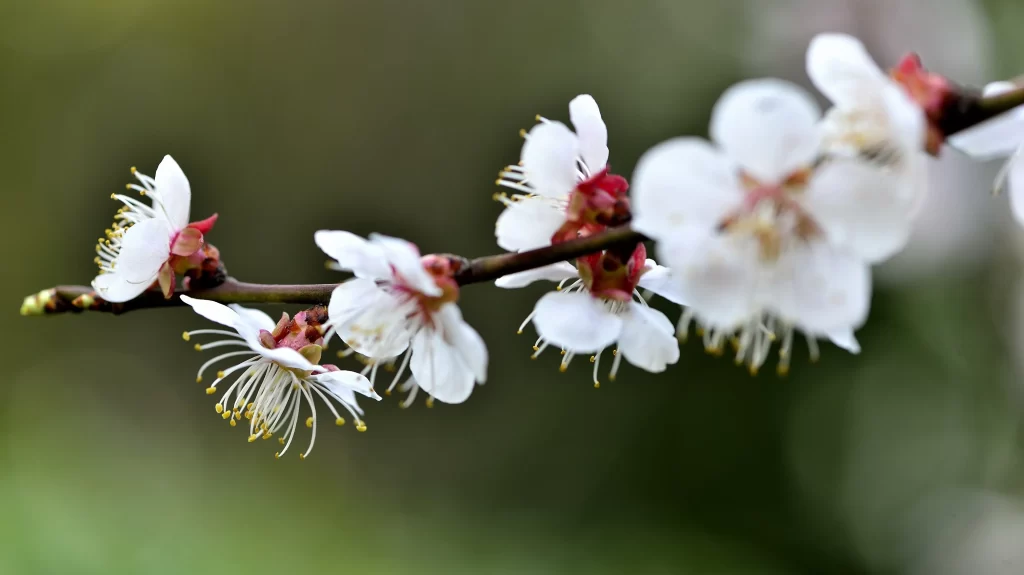 Plum Blossom White Petals Red Stamen Green Background