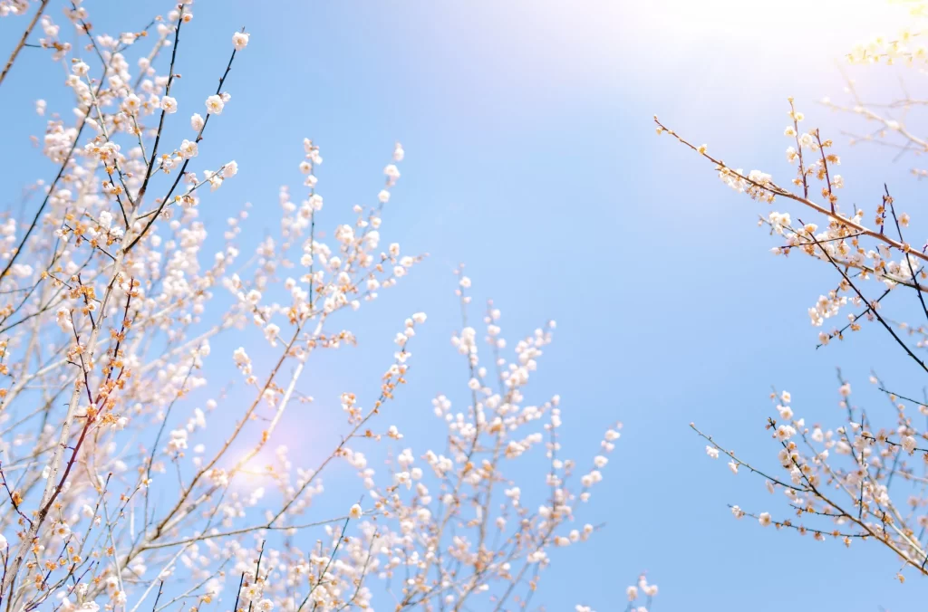 Plum Blossom White Petals Blue Sky