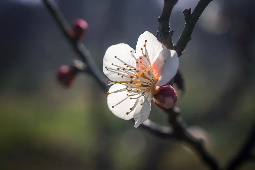 Plum Blossom White Petals Red Bud Green Background