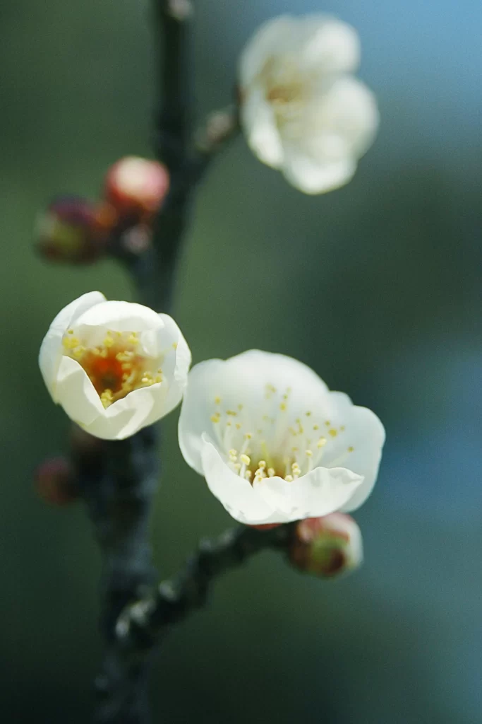 Plum Blossom White Petals Yellow Stamen Green Bud Blue Sky