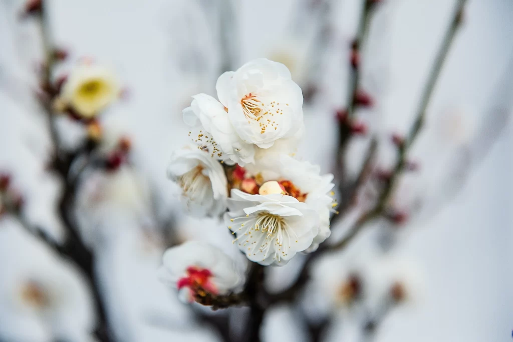 Plum Blossom White Petals Red Buds Brown Branches