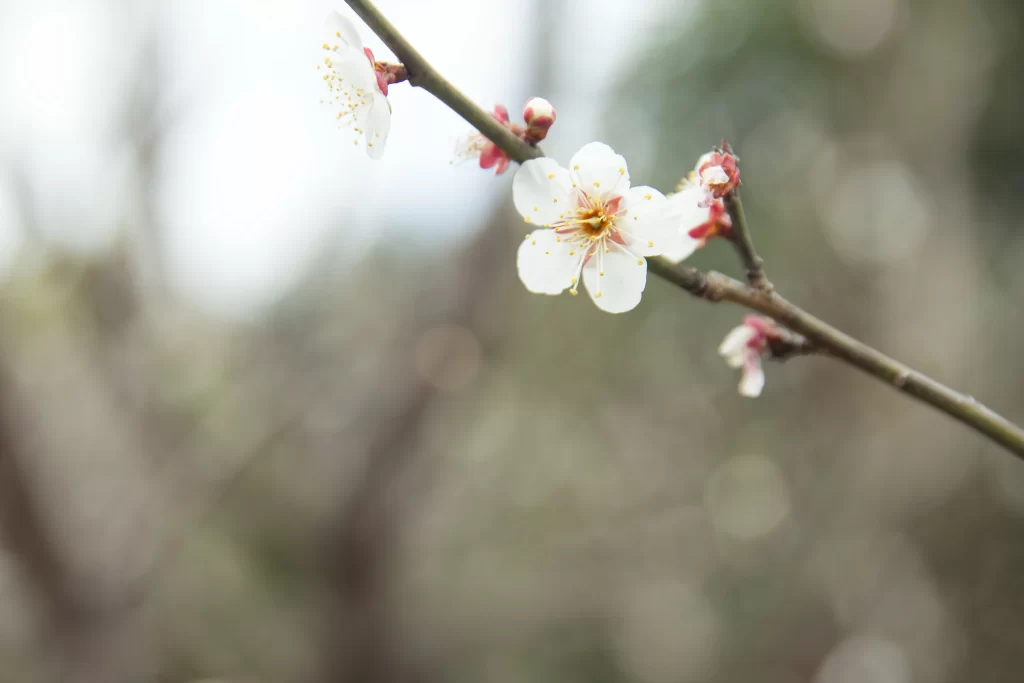 Plum Blossom White Petals Red Stamen Brown Branch